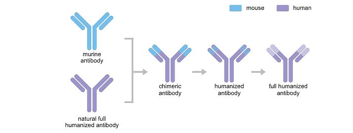 Development of Recombinant Antibody Cusabio