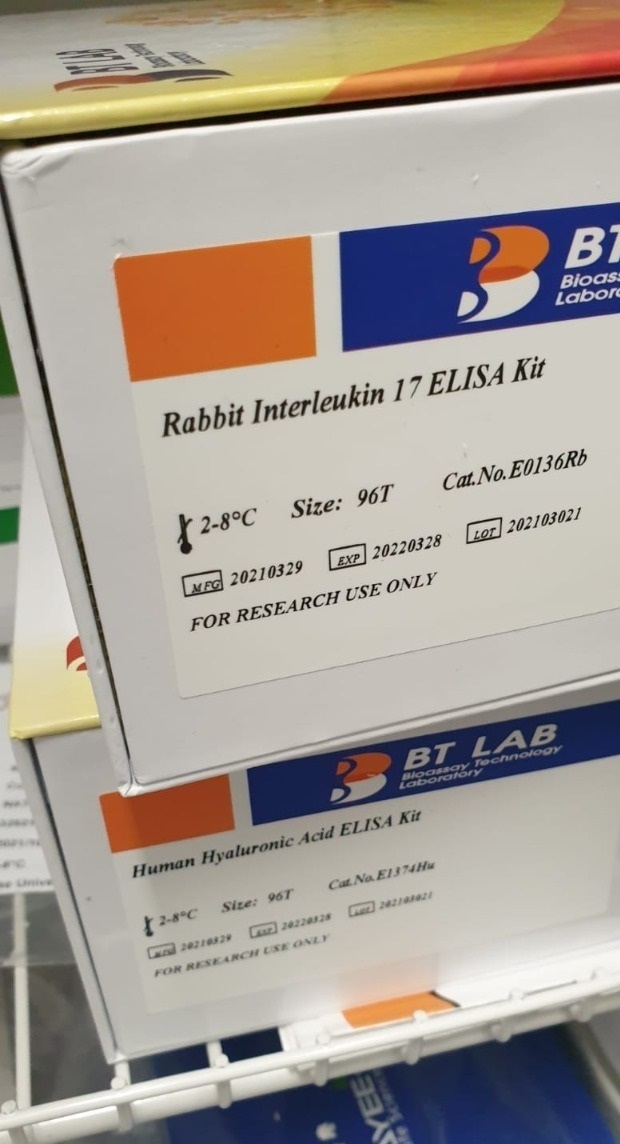 rabbit interlukin